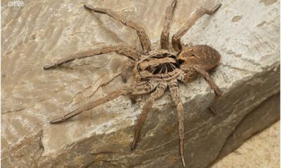 Hogna radiata