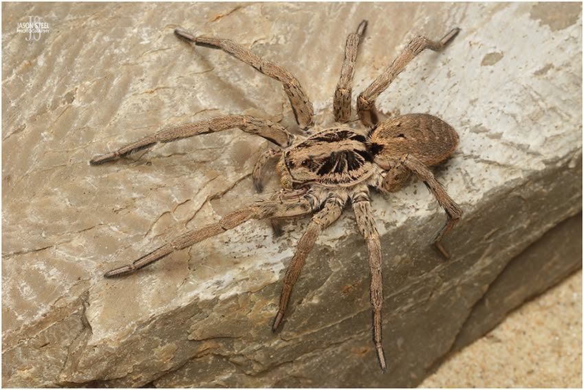 Hogna radiata